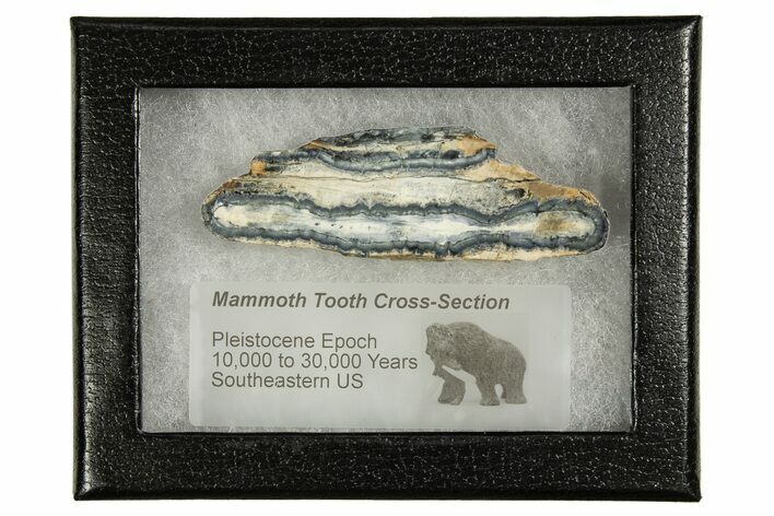 Mammoth Molar Slice With Case - South Carolina #335169